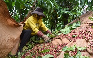Xuất khẩu cà phê tăng cả lượng và trị giá
