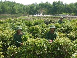 Chè chốt - Khí phách tinh thần người lính 