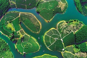 Khám phá  “ốc đảo” chè xanh xứ Nghệ