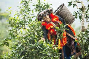 Chè Shan Khau Mút: Tinh hoa từ cao nguyên Lâm Bình