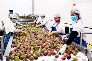 Thúc đẩy xuất khẩu nông sản Việt Nam vào thị trường Nhật Bản