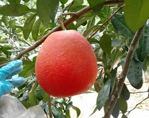 Bản tin Tiêu dùng: Bưởi đỏ giá gần 100.000 đồng/quả, khách đặt mua trước cả tháng