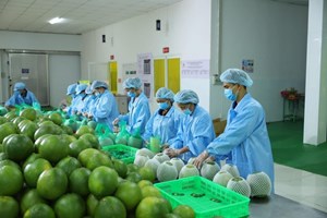 Xuất khẩu rau quả năm 2023 thu về gần 5,6 tỷ USD