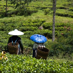 Trà đen Kenya – Hương vị cao nguyên xích đạo trên bản đồ trà thế giới