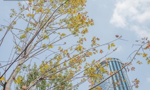 Phong lá đỏ ở Hà Nội: Từ kỳ vọng "Châu Âu giữa lòng Thủ đô" đến thất bại cay đắng