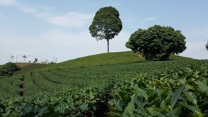 MẠN ĐÀM VỀ CHÈ VÀ TRÀ