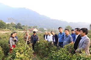 Xã Vân Sơn học tập mô hình trồng ba kích hiệu quả tại Đạo Trù