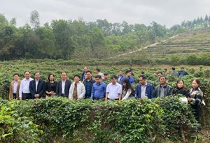 Xã Đạo Trù học tập mô hình trồng sâm tại Phúc Hòa