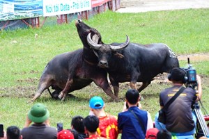 Hải Phòng: Lễ hội Chọi trâu Đồ Sơn 2025 – Khúc tráng ca của sức mạnh, bản sắc và niềm tự hào quê hương