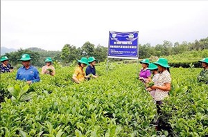 Khó khăn do Covid khiến lượng chè tồn kho tăng cao, Phú Thọ thực hiện đồng bộ nhiều giải pháp