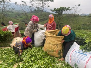 Cây chè trên đất Vân Hồ