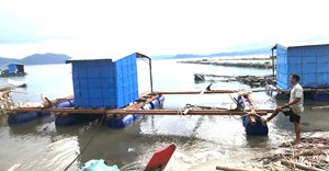 Sông Cầu (Đắk Lắk): Từng bước khôi phục vùng nuôi tôm hùm