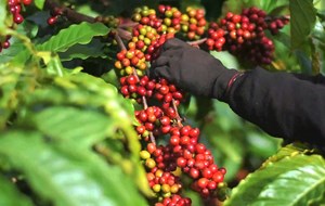 Cà phê Việt Nam trước ngưỡng cửa chuỗi giá trị mới