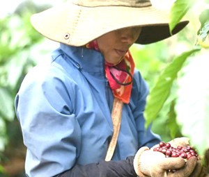 Không gian kiến tạo và nâng tầm vị thế cà phê Việt Nam trên thị trường quốc tế