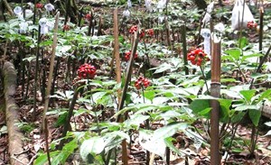 Sâm Ngọc Linh: Khoảng trống truyền thông trong một ngành hàng chiến lược