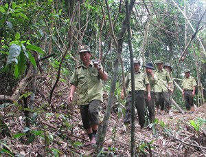 Thừa Thiên-Huế: Tăng cường bảo vệ, phát triển rừng 