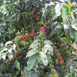Hiệu quả tái canh cây cà phê chè trên đất Hướng Hóa