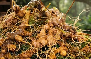 Đánh thức “quốc bảo” từ đại ngàn