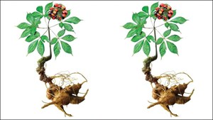 Sâm Ngọc Linh trong xu hướng phòng ngừa và nâng cao sức khỏe thời hiện đại