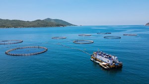 Hoàn thiện khung pháp lý cho kinh tế biển: Mở đường cho nuôi trồng thủy sản quy mô lớn