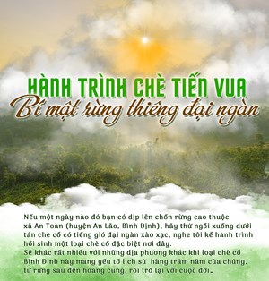 Bài 1: Hành trình chè Tiến Vua - Bí mật rừng thiêng đại ngàn