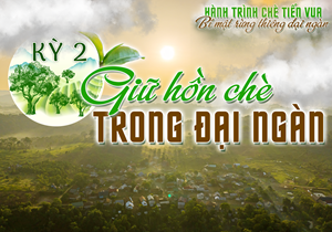Bài 2: Giữ hồn chè trong đại ngàn