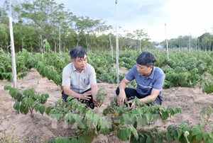 Quảng Trị: Tăng cường quản lý mã số vùng trồng và cơ sở đóng gói nông sản xuất khẩu