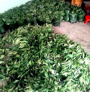 Rau lủi: Từ rau rừng thành sinh kế của người dân nơi đại ngàn