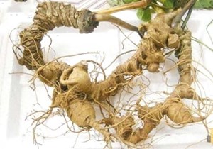 Từ dược liệu quý đến ngành kinh tế tỷ đô: Kỳ vọng mới với sâm Ngọc Linh