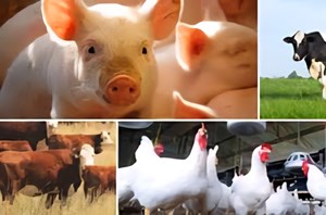 Nghị định mới của Chính phủ: Hỗ trợ tăng cường cho người chăn nuôi bị dịch bệnh