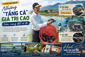 Những “tầng cá” giá trị cao mở hướng sinh kế mới trên vùng đất cố đô