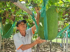 Làng Chánh Trạch và “vườn địa đàng” của những quả bí đao khổng lồ