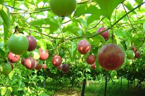 Chanh leo Việt Nam vươn mình "đại công phá" thị trường tỷ dân