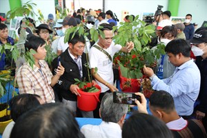 Quảng Nam: Huyện Nam Trà My phấn đấu diện tích trồng sâm Ngọc Linh đạt khoảng 8.400ha vào năm 2030