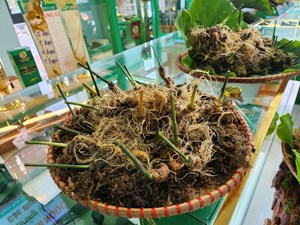 Quảng Nam: Nhiều giải pháp phát triển, cung ứng cây giống sâm Ngọc Linh vùng Nam Trà My