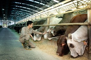 Tập đoàn Hòa Phát dẫn đầu thị trường bò Úc, khẳng định lợi thế cạnh tranh cao cấp