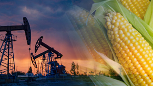 Giảm thuế nhập khẩu ngô để hạ giá thức ăn chăn nuôi