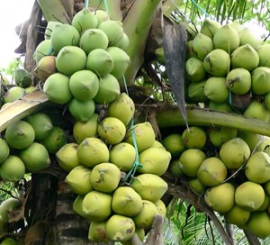 Dừa Việt – “sản vật tỷ USD” vươn tầm thế giới
