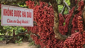 Gia Lai: Vườn dâu da đỏ gần 50 năm tuổi hút khách du lịch, mỗi cây cho vài tạ quả