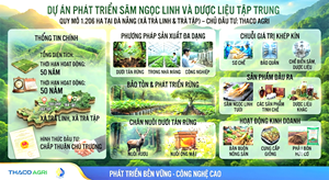 Đà Nẵng tiếp nhận hồ sơ dự án Sâm Ngọc Linh 1.206 ha của THACO AGRI