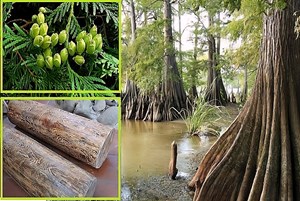 Loài cây quý hiếm bậc nhất Việt Nam: Gỗ thơm, trị bệnh, giá hàng trăm triệu đồng