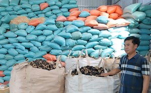 Nông dân Huế làm giàu từ vỏ trấu, góp phần phát triển kinh tế xanh và bền vững
