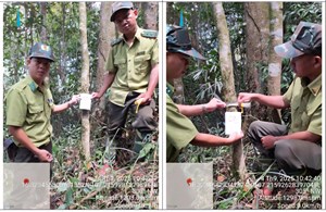 Phát hiện chè Shan rừng cổ thụ ở A Lưới: Cơ hội bảo tồn và phát triển đặc sản vùng cao