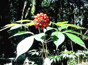 Huế: Bước đầu thành công trong di thực sâm Ngọc Linh