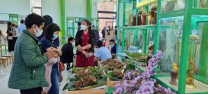 Lá chắn bảo vệ “Quốc bảo” sâm Ngọc Linh