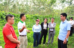 Tiềm năng và hướng đi bền vững cho cây chanh leo