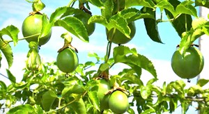 Hợp tác xã: Trụ cột liên kết chuỗi giá trị chanh leo ở Đắk Lắk