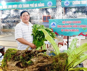 Người Xơ Đăng gây dựng vườn sâm hơn 30 ha giữa đại ngàn Ngọc Linh
