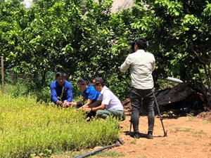 Khởi nghiệp xanh từ vườn ươm tràm dược liệu ở vùng gò đồi Phong Xuân