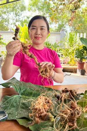 Đà Nẵng khơi dậy giá trị từ nguồn sâm Việt